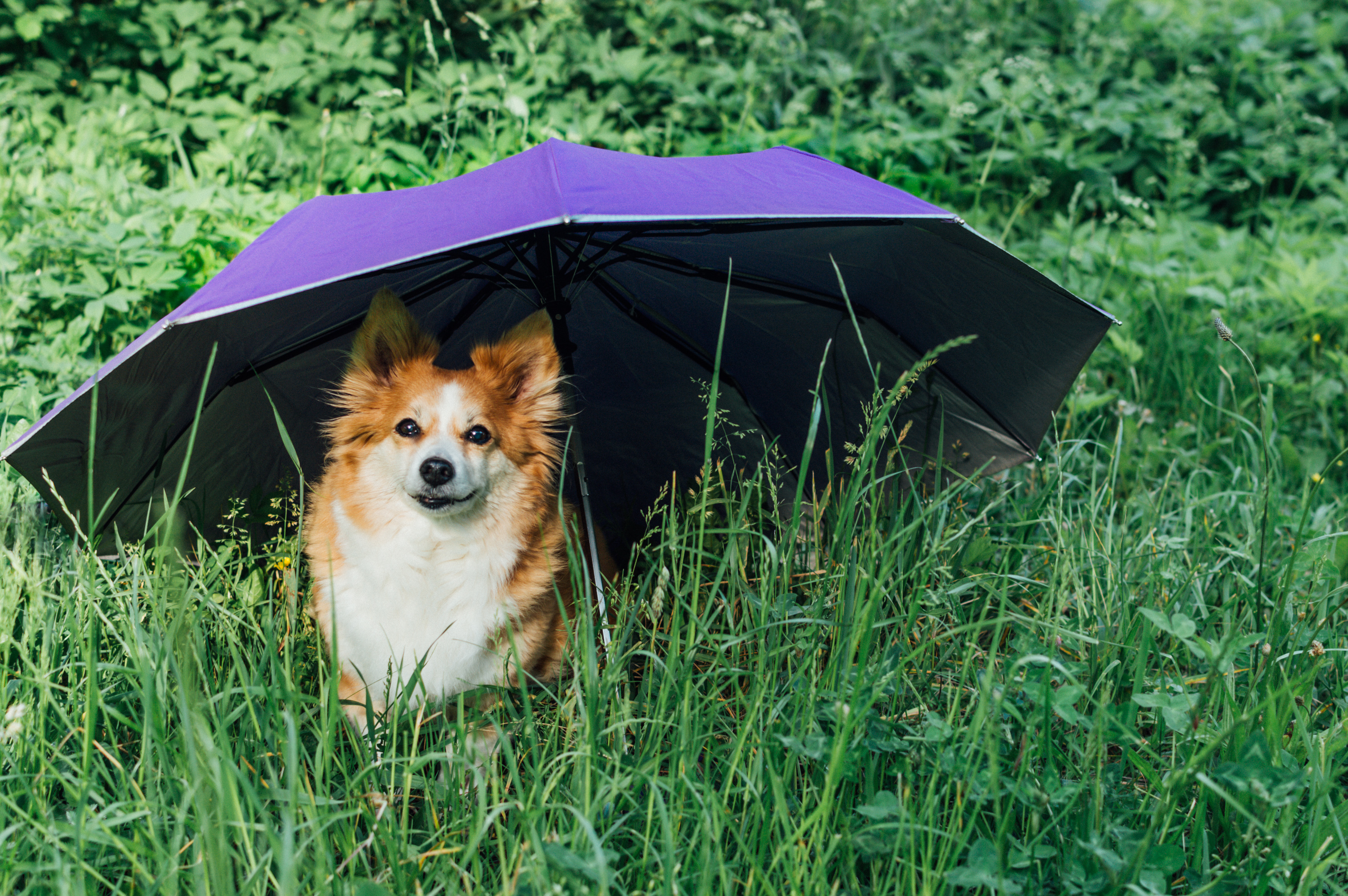 Portrait of a red dog in the grass under an umbrella. Animal insurance concept. Animal protection. Dog protection.