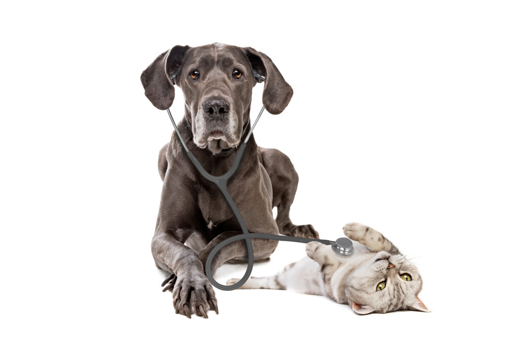 Great Dane dog using a stethoscope on a cat isolated on white background. Pet health care and pet insurance concept