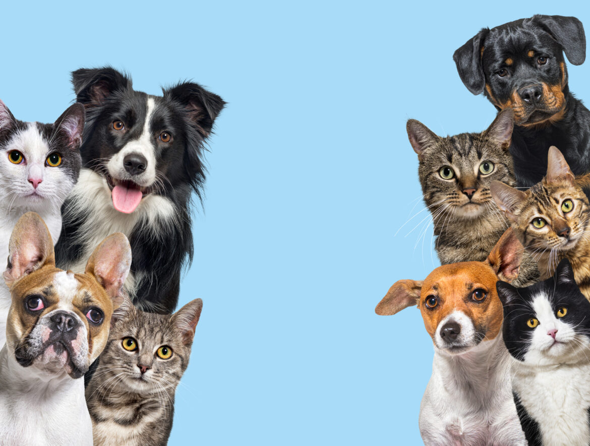 Pet Insurance Secrets: Save Big on Your Furry Friend’s Medical Bills
